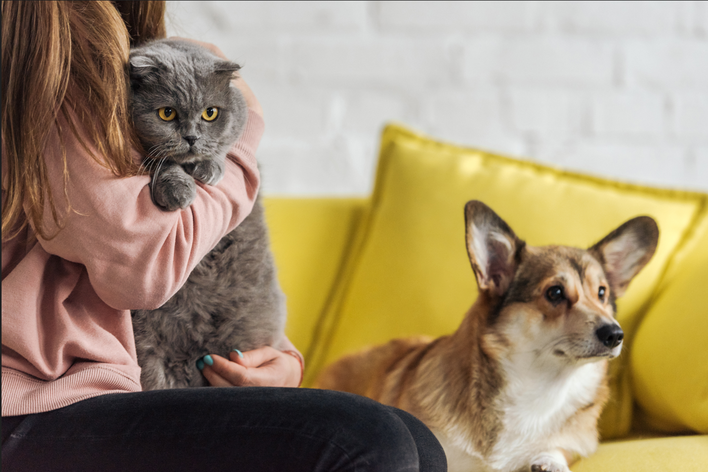 Top 10 Must-Have Pet Supplies Every New Pet Parent Needs